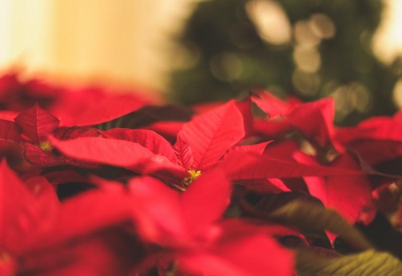 Božićna zvijezda - Ne stavljajte ovih 5 biljaka blizu radijatora